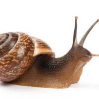 Christine TheSnail