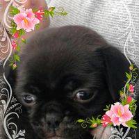 Aries Pug