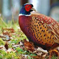 The pheasant Bro's