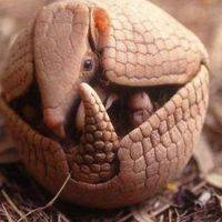 Armadilo Tatu Aguiar